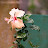 @sree1010