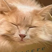 ハニキチャンネル