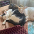 HONxQLLFekM-channel-avatar-Knitting with Cats