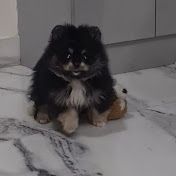 Puppy Fun Time