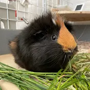 モルモットのmottoちゃんねる