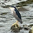@waterbird-p4r