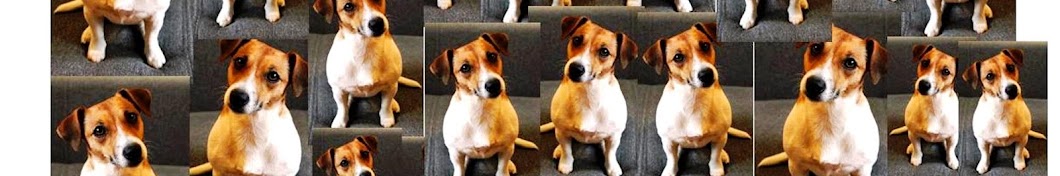 JACK RUSSELL YouTube channel avatar