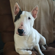 Tater Tot the Funny Miniature English Bull Terrier