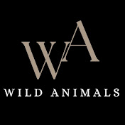 Animal world 4k Channel