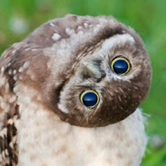 ウッドシュガー