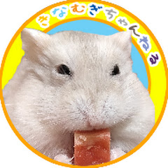 ハムスターのきなむぎちゃんねるアイコン画像