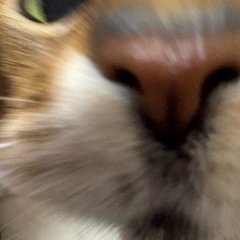 고양이 크림