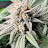 @mr420cultivator