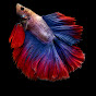 Rainbow Colored Beta Fish logo