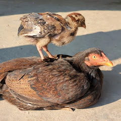The Crazy Animals 