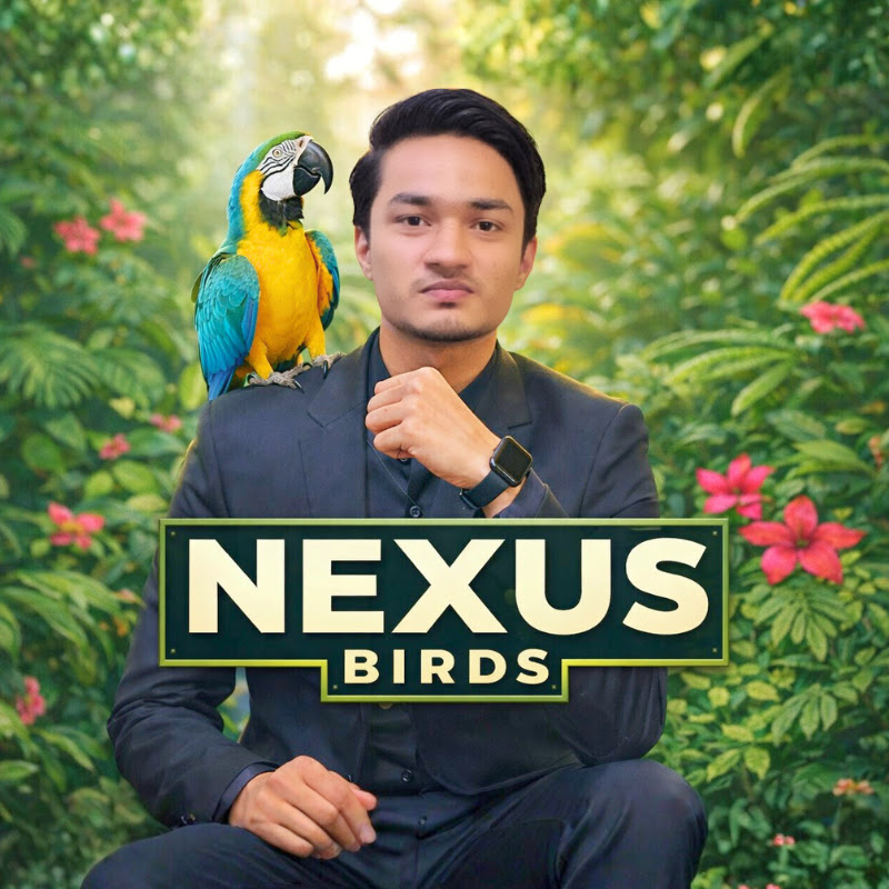 Nexus Birds