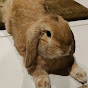Bucky the Holland Lop Bunny logo