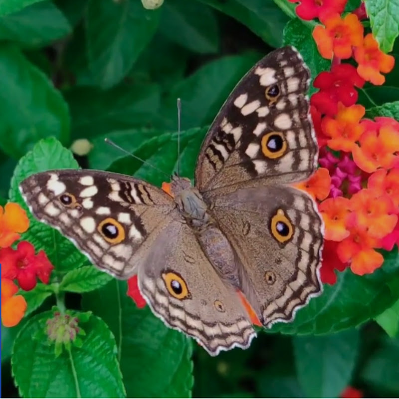 PETS - WILDLIFE - RELAXATION- NATURE - LOVE profile avatar