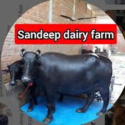 Sandeep dairy farm