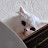 @nyaong2z