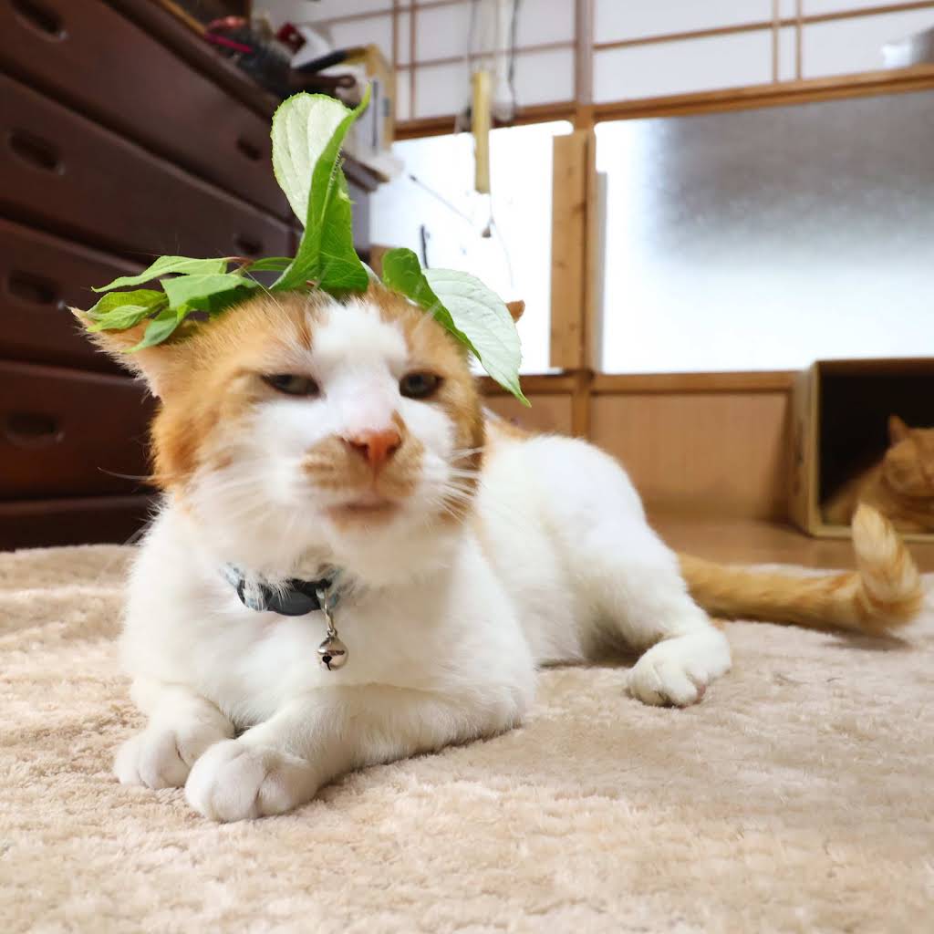 Post from かご猫 Blog - YouTube