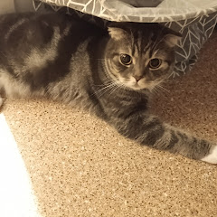 Кот-АЛЕКС 🐱