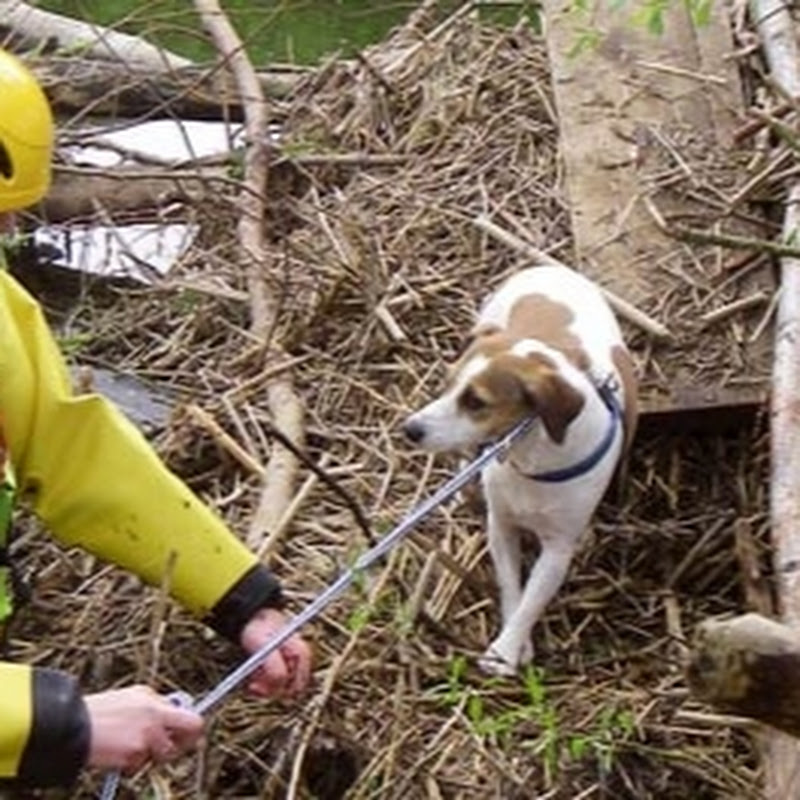 rescue animals