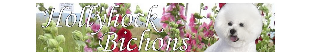 Hollyhock Bichons رمز قناة اليوتيوب
