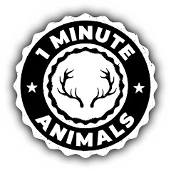1 Minute Animals