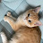 Foxy - British Golden Cat