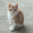 @ilikecat632