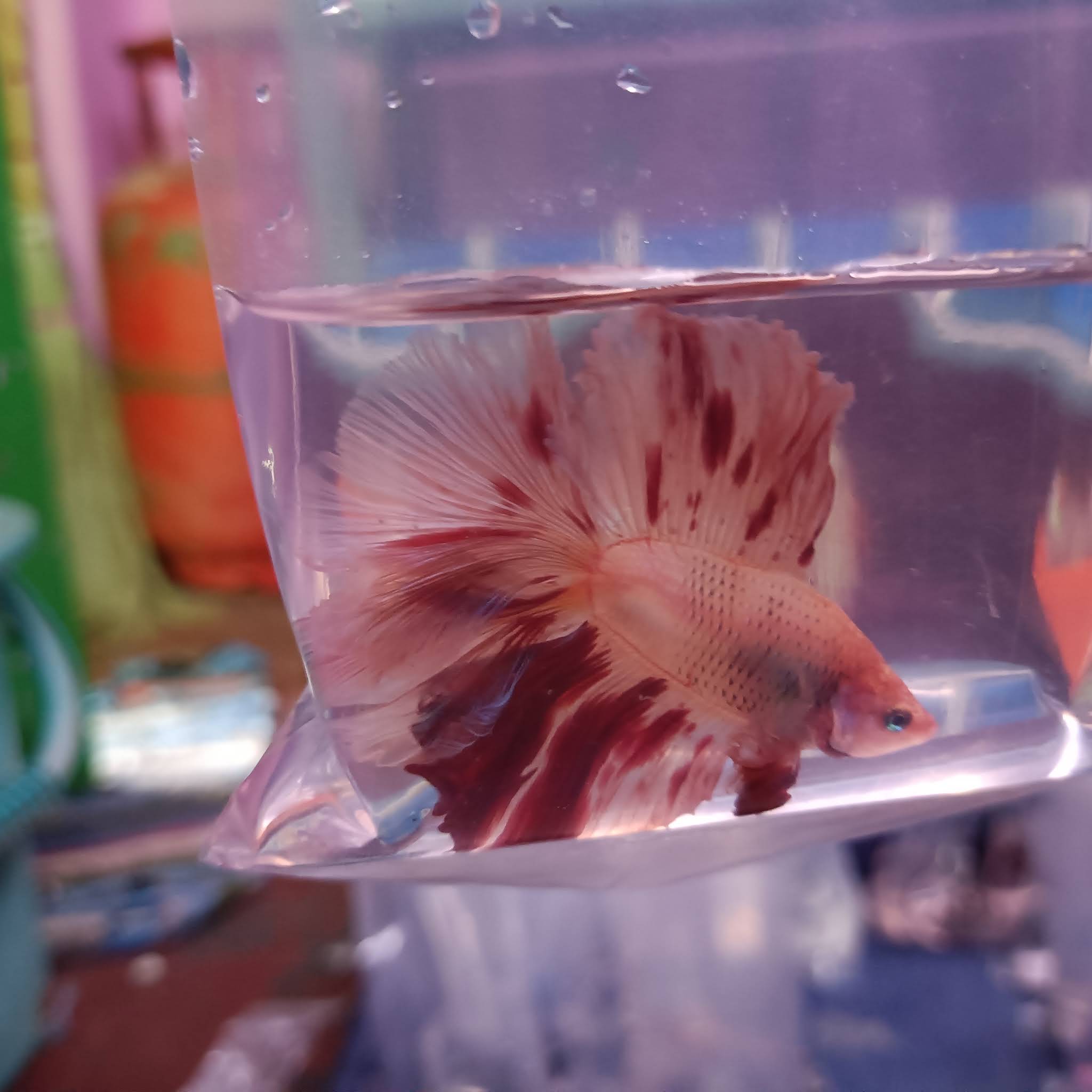 Post from 🐠ERODE BETTA FACTORY🐠