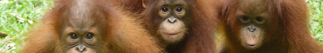 Orangutan Outreach ~ redapes.org ইউটিউব চ্যানেল অ্যাভাটার