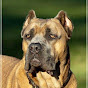 Worldwide Cane Corso / Worldwide Kennels, LLC logo