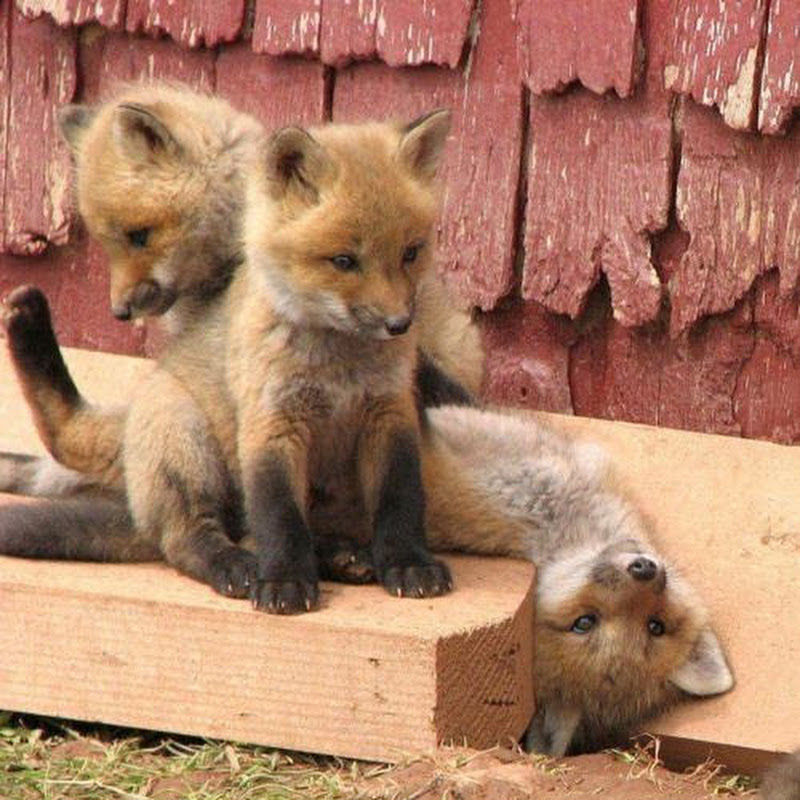 foxyiroxy