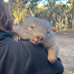 山暮らしとウォンバット🐾