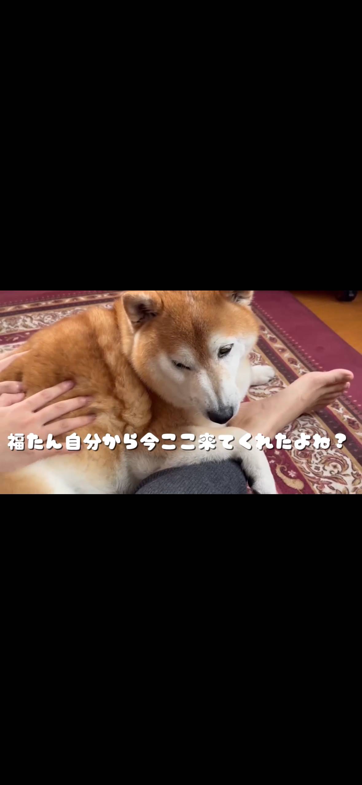 柴犬くん☆骨 YouTube