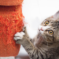 まいにちねこ生活アイコン画像