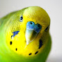 Electric Budgie
