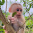 Monkey Kubi