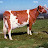 Cattle Farm 786