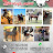 عالم الحصان العربي