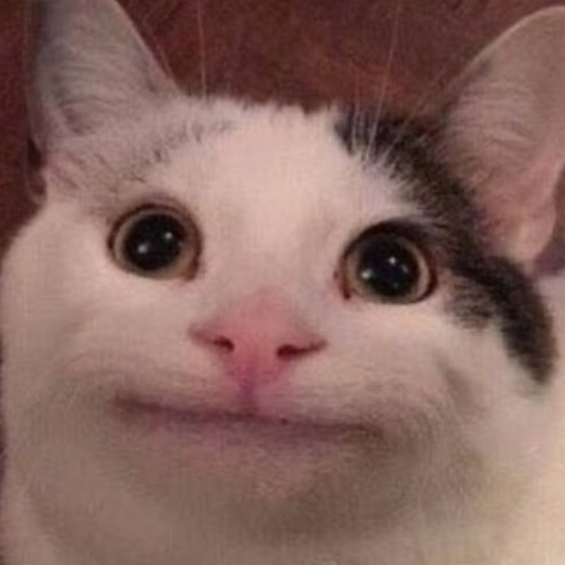 행복한 고양이