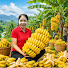 xnxIi4TnEhg-channel-avatar-Hanna - Harvest and Hanna Daily Life