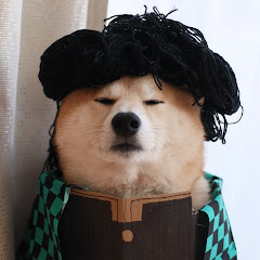 柴犬ちゃちゃチャンネル