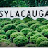 Z05jBTIkn4s-channel-avatar-THINGS GOING ON IN SYLACAUGA FB PAGE