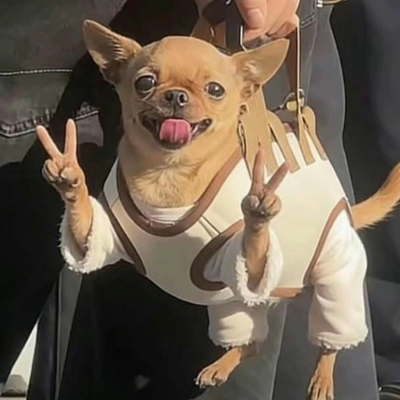 Dogs being idiots part 2 🤣 #funnydog #funnypet #cutedog #dogshorts