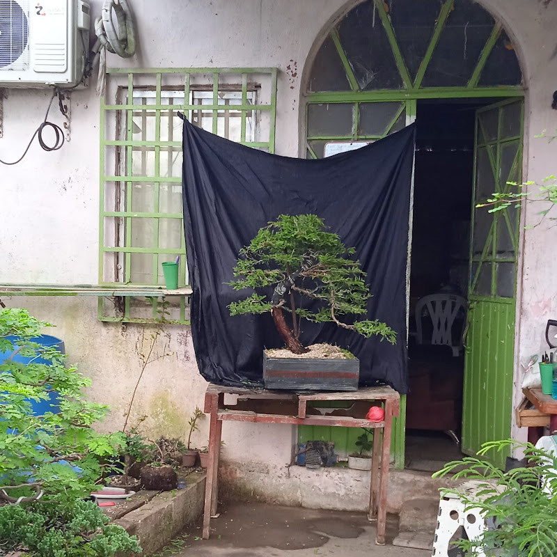 Tabasco bonsai