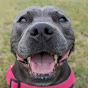 Holly The Blue Staffy - @HollyTheBlueStaffy - Youtube