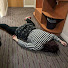 feXAYsdA6Qs-channel-avatar-LouBee