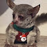 Gcqz8xsljqE-channel-avatar-Nekomikuri 寝込み栗