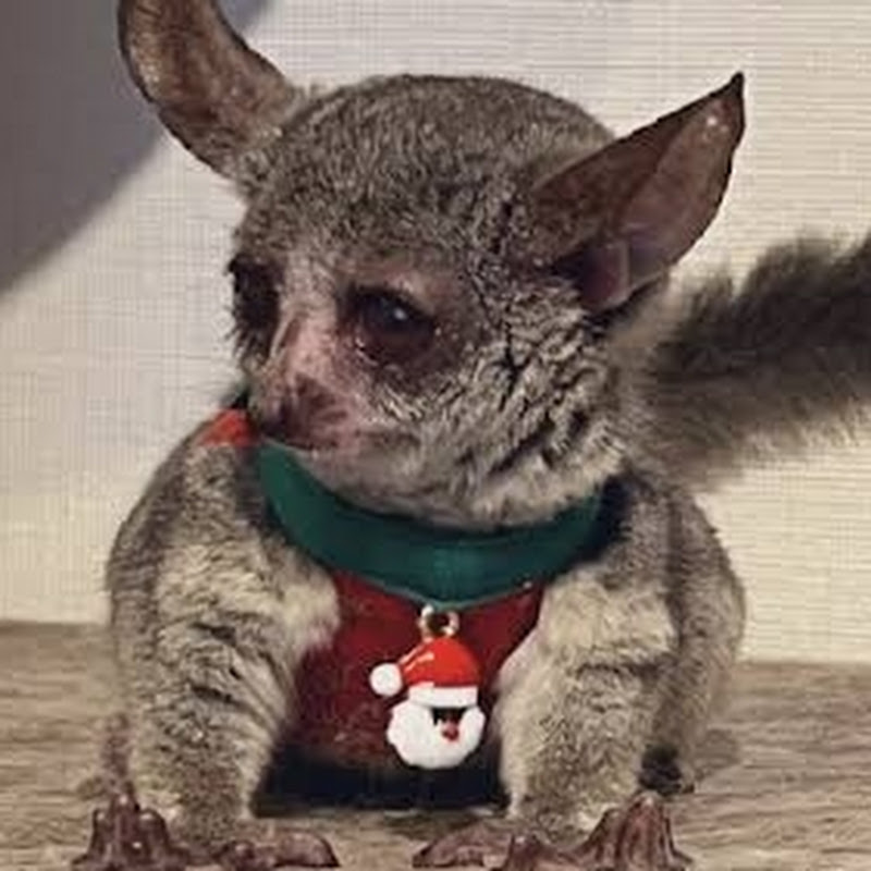 Nekomikuri 寝込み栗