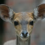 White-tailed Deer West Michigan logo