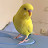 Bbb budgie